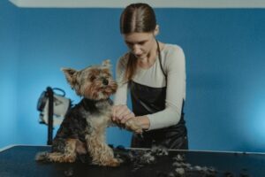 Pet Shop Larnaka - Pet Shop Larnaca - Pet Shop Limassol - Pet Shop Nicosia - Pet Shop Paphos - Pet Shop Cyprus -Τροφές - Αξεσουάρ - Παιχνίδια - Είδη περιποίησης - Για Σκύλους - Γάτες - Ψάρια - Πτηνά - Μικρά ζώα - Pet Shop Λάρνακα - Pet Shop Λευκωσία - Pet Shop Λεμεσός - Pet Shop Πάφος - Pet Shop Κύπρος