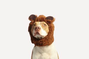 Pet Shop Larnaka - Pet Shop Larnaca - Pet Shop Limassol - Pet Shop Nicosia - Pet Shop Paphos - Pet Shop Cyprus -Τροφές - Αξεσουάρ - Παιχνίδια - Είδη περιποίησης - Για Σκύλους - Γάτες - Ψάρια - Πτηνά - Μικρά ζώα - Pet Shop Λάρνακα - Pet Shop Λευκωσία - Pet Shop Λεμεσός - Pet Shop Πάφος - Pet Shop Κύπρος