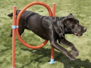 Στεφάνη ευκινησίας Jump- Agility Hoop Jump
