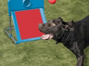 Ευκινησία Flyball - Agility Flyball