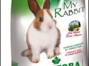 Rodents Food