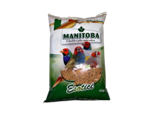 Birds Food